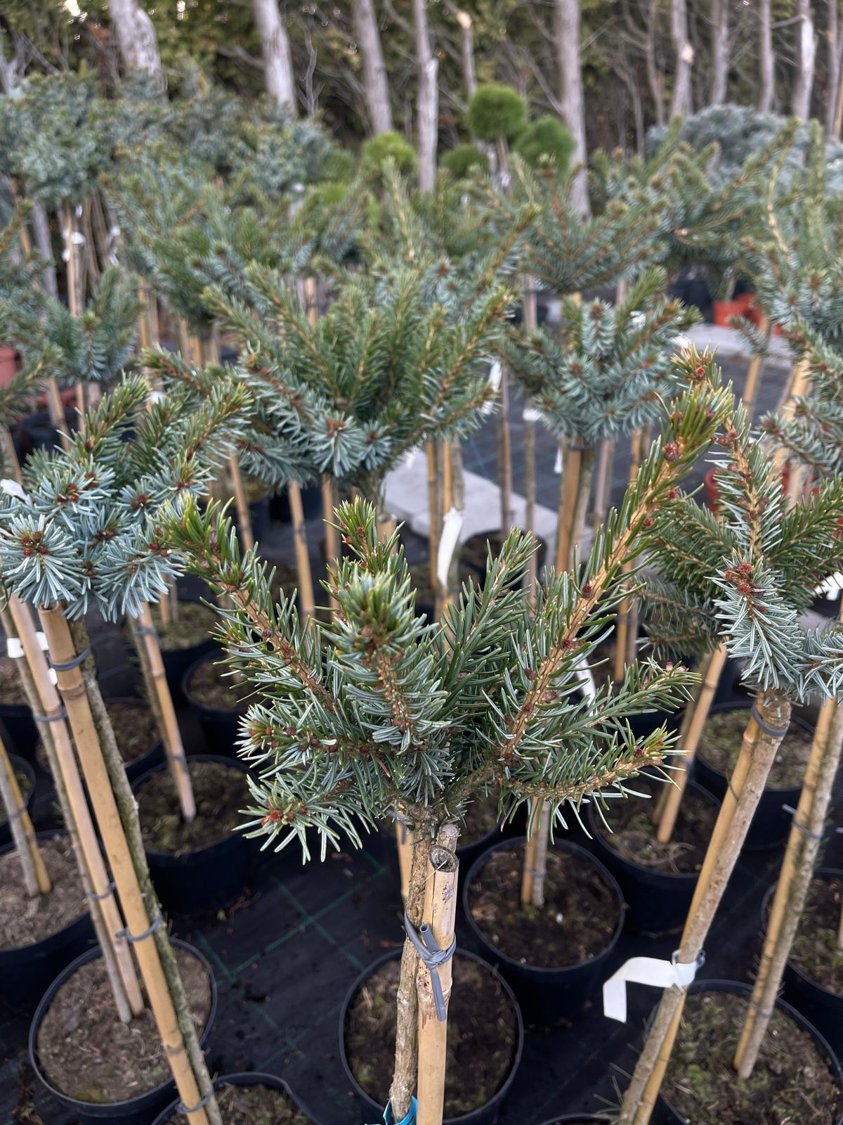 plant003 - Szkółka Ula Milczanowska